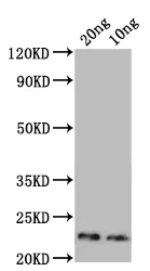 Major mite allergen Der p 23 Antibody - image 1