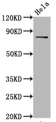 Phospho-MAPT (S396) Recombinant Monoclonal Antibody - image 1