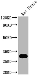 Hmgb1 Antibody - image 1