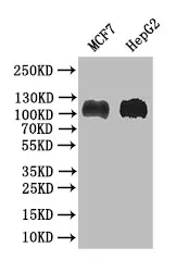 BRIP1 Recombinant Monoclonal Antibody - image 1