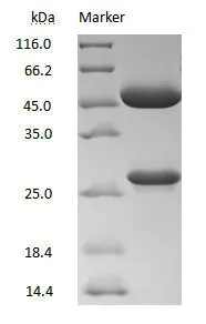DXD Monoclonal Antibody - image 1