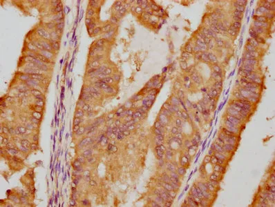 HSP90AA1 Recombinant Monoclonal Antibody - image 1