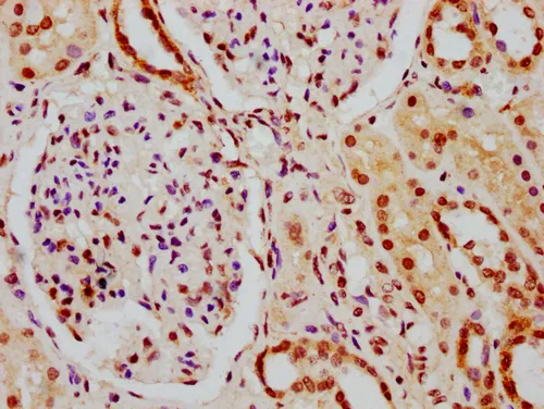 HIST1H1C (Ab-164) Antibody - image 1