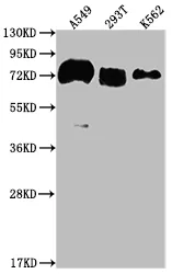 CD55 Recombinant Monoclonal Antibody - image 1