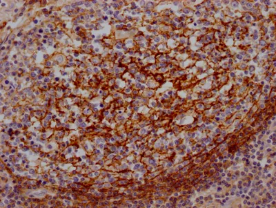 CD55 Recombinant Monoclonal Antibody - image 2