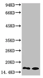 Mono-Methyl-Histone H3 (K9) Monoclonal Antibody - image 1