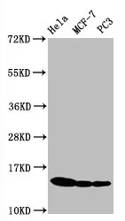 Phospho-Histone H3.1 (S10) Recombinant Monoclonal Antibody - image 1