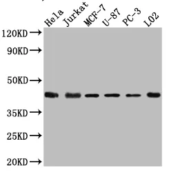MAPK14 Recombinant Monoclonal Antibody - image 1