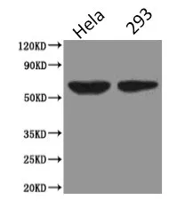 PODXL Monoclonal Antibody - image 1