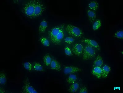 CARD16 Antibody - image 1