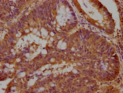 DCHS1 Antibody - image 1
