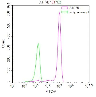 ATP7B Recombinant Monoclonal Antibody - image 2