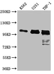 ITCH Recombinant Monoclonal Antibody - image 1