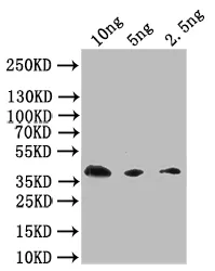 Extracellular calcium-sensing receptor Antibody - image 1