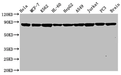 HSP90AA1 Recombinant Monoclonal Antibody - image 1