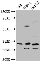 COMT Recombinant Monoclonal Antibody - image 1