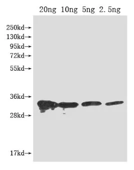 PFP-BETA1 Antibody - image 1