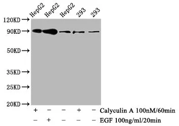Phospho-NFE2L2 (S40) Recombinant Monoclonal Antibody - image 1