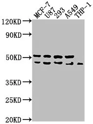 WDR73 Antibody - image 1