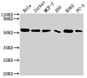 CDC37 Recombinant Monoclonal Antibody - image 1