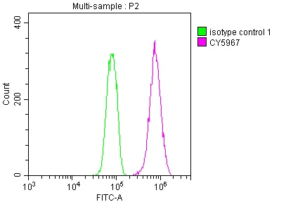 CDC37 Recombinant Monoclonal Antibody - image 2