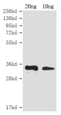 A27L Antibody - image 1