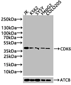CDK6 Recombinant Monoclonal Antibody - image 1