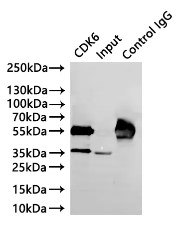 CDK6 Recombinant Monoclonal Antibody - image 2