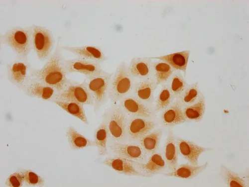 Mono-methyl-HIST1H2BC (K15) Antibody - image 1