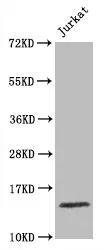 Histone H3.1 Recombinant Monoclonal Antibody - image 1