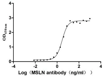 Recombinant Human Mesothelin (MSLN) , partial (Active) - image 1