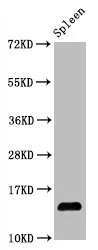Hydroxyl-Histone H2A type 1-B/E (Y39) Recombinant Monoclonal Antibody - image 1