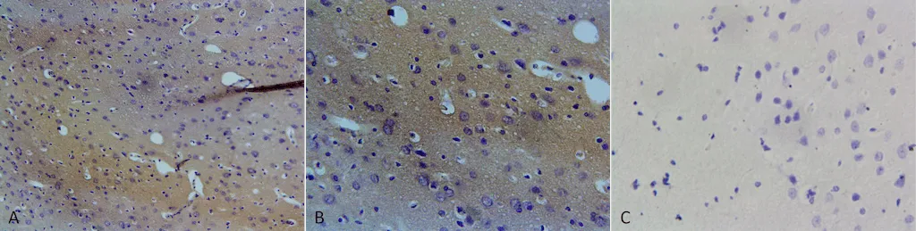 NOS1/ nNOS Antibody: FITC - image 2