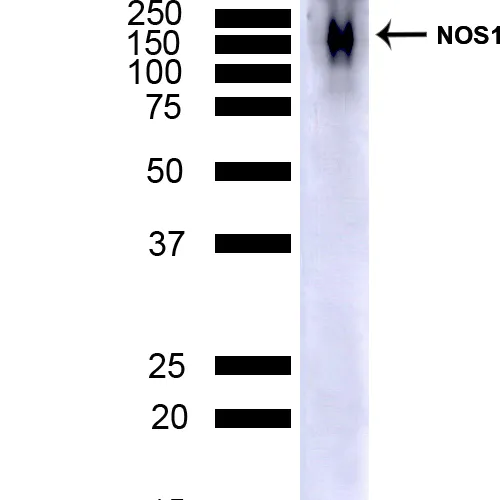 NOS1/ nNOS Antibody: FITC - image 3