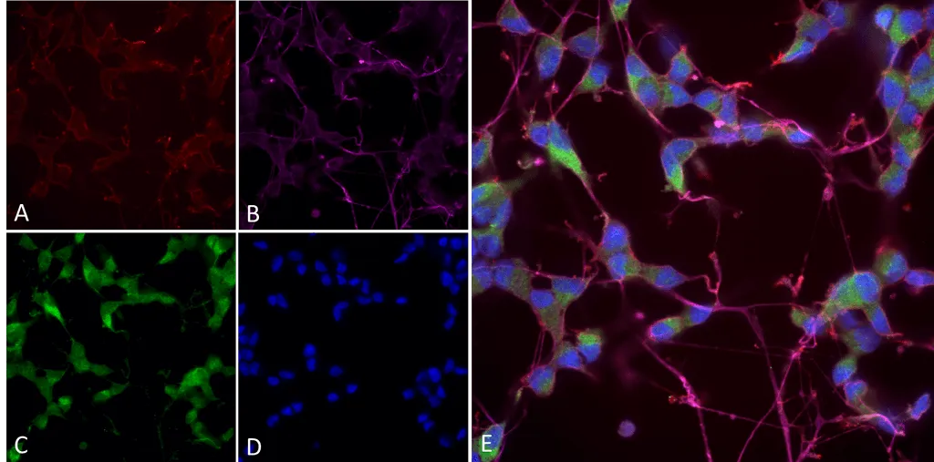 NOS1/ nNOS Antibody - image 1