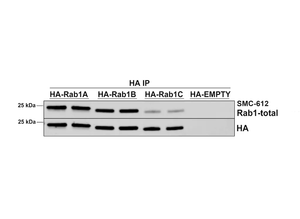 RAB1A Antibody: HRP - image 2