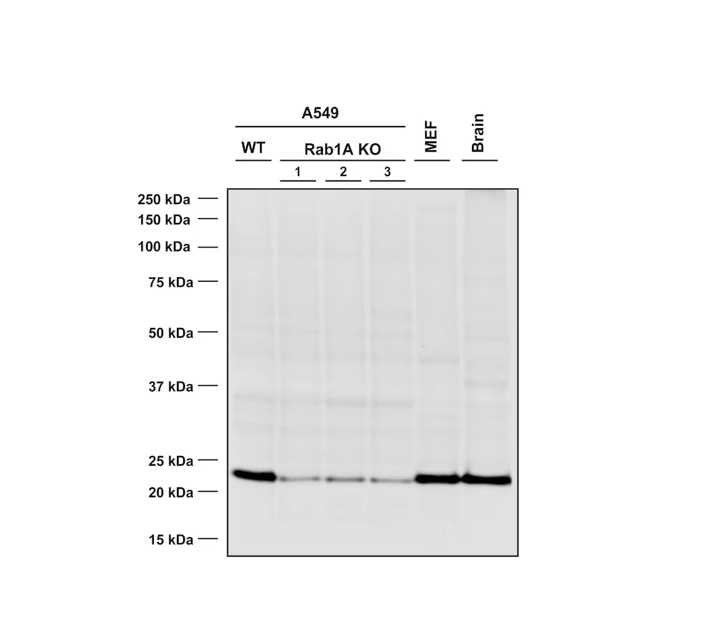 RAB1A Antibody: HRP - image 1