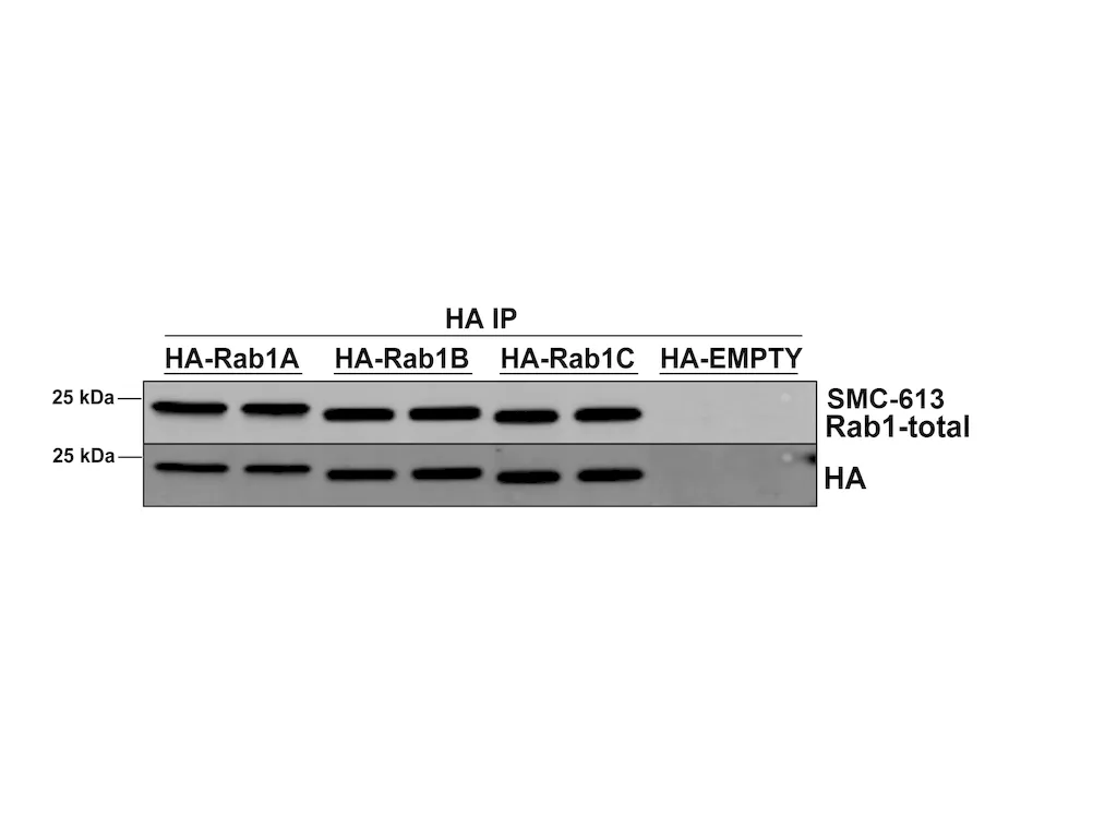 RAB1A Antibody: PerCP - image 2