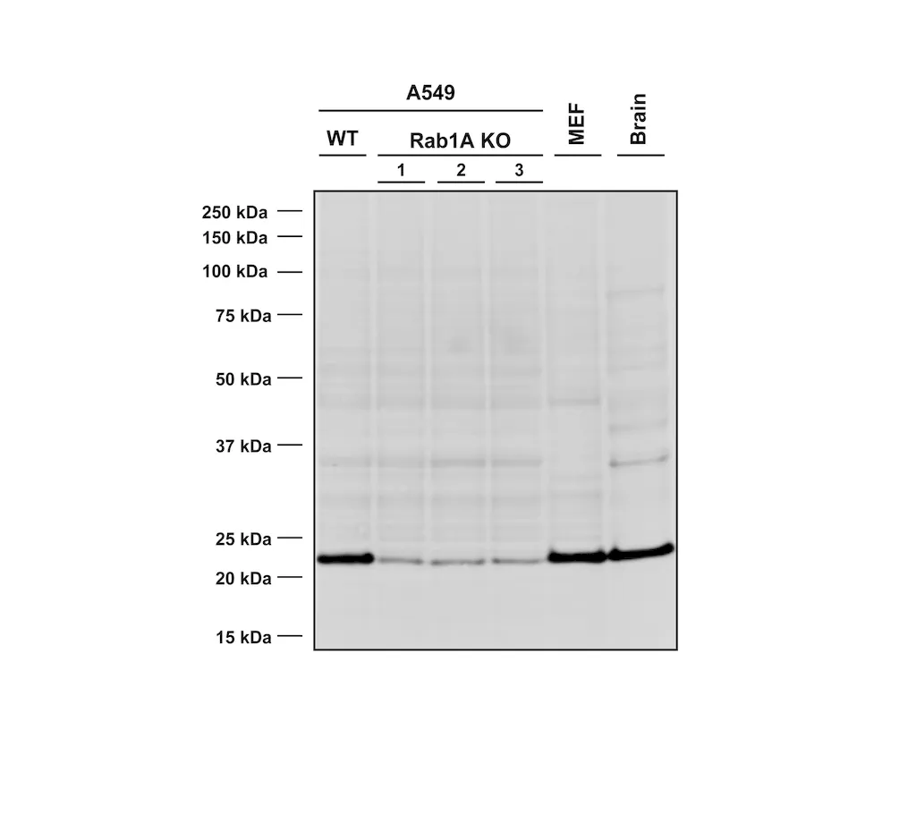 RAB1A Antibody: PerCP - image 1