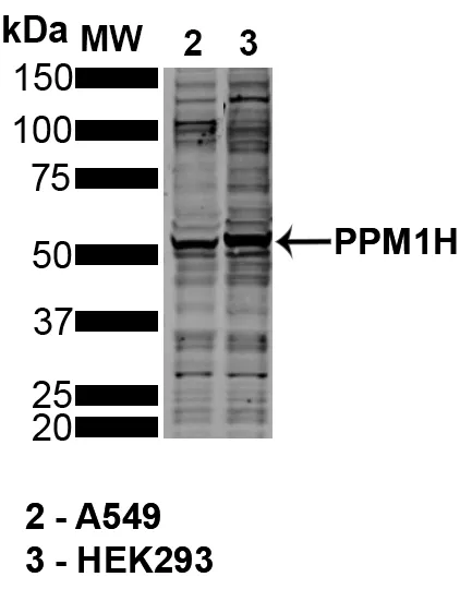 PPM1H Antibody - image 2