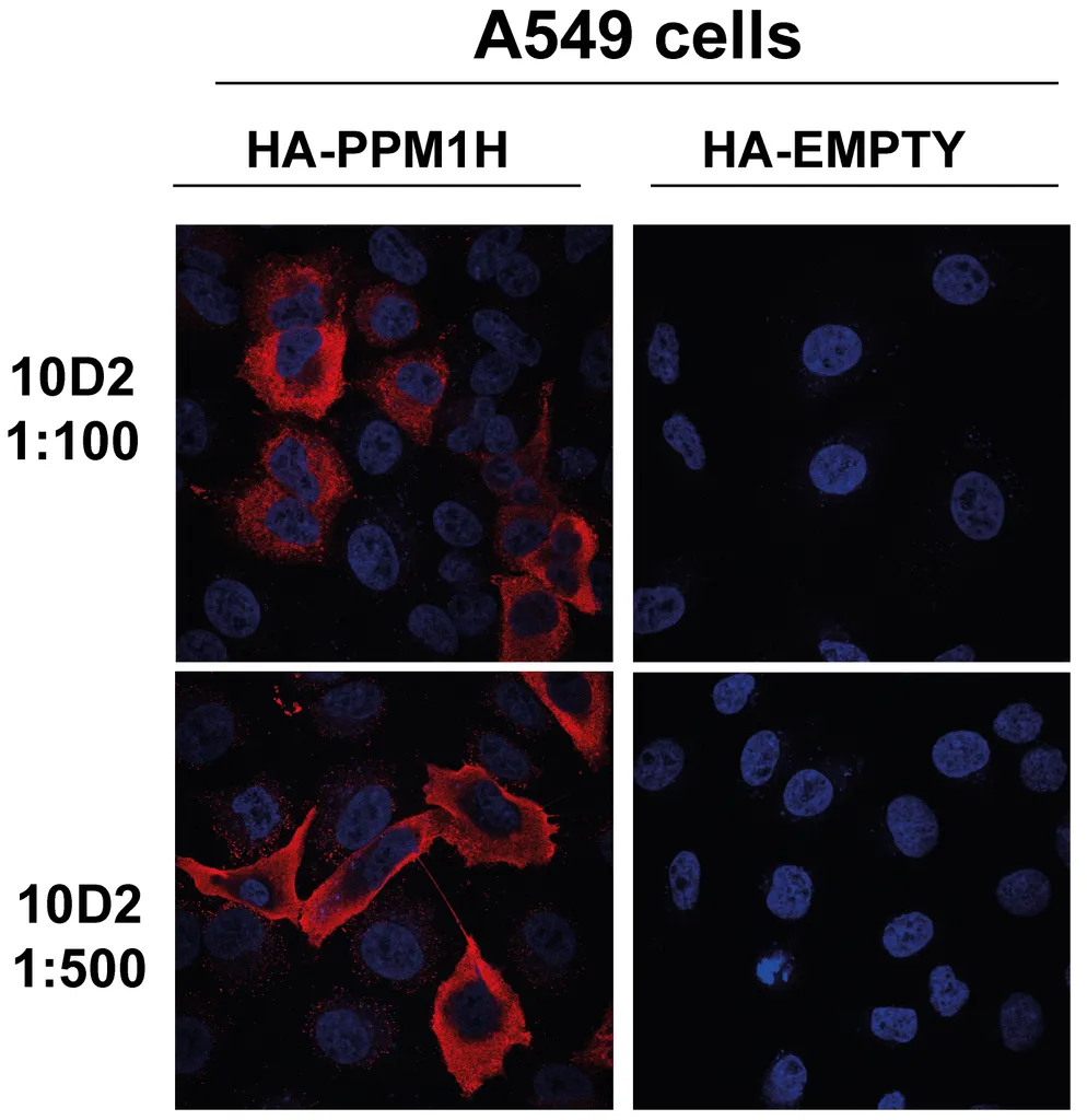 PPM1H Antibody - image 1