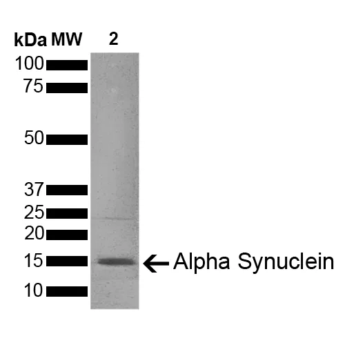 Alpha Synuclein Pre-formed Fibrils (Type 1) - image 9
