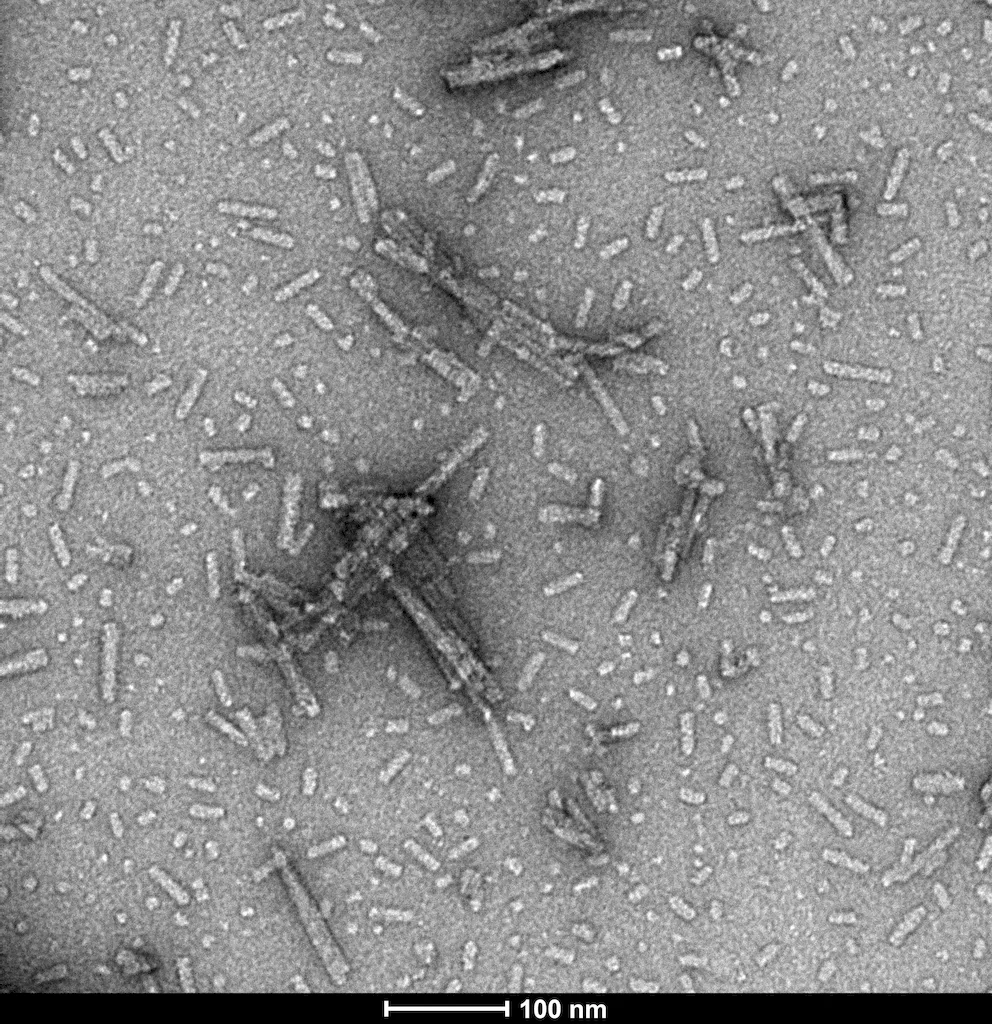 Alpha Synuclein N-Terminal Acetylated Pre-formed Fibrils (Type 1) - image 1