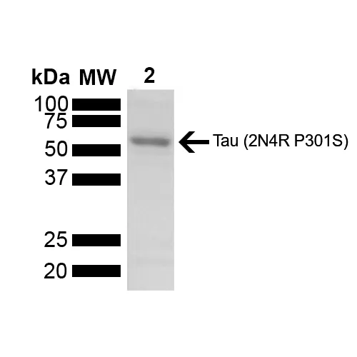 Tau-441 (2N4R) P301S Mutant Monomers (Baculovirus/Sf9) - image 1