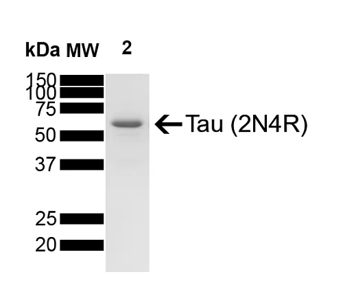 Tau-441 (2N4R) Wild-Type Monomers - image 1