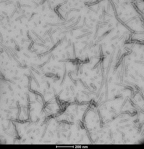 Tau-441 (2N4R) Wild-Type Pre-formed Fibrils - image 1