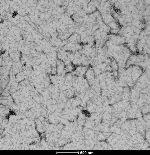 Tau-441 (2N4R) Wild-Type Pre-formed Fibrils - image 2