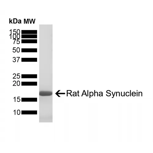 Alpha Synuclein Monomers - image 1
