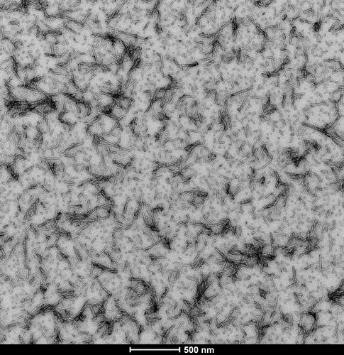 Alpha Synuclein Pre-formed Fibrils - image 2