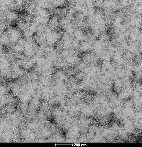 Alpha Synuclein Pre-formed Fibrils - image 1